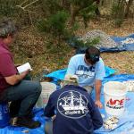 Professor Mark Horton, UoB, and CAS Board Members Scott Dawson and Warren McMaster sorting and counting shells from the midden.  This process provides us with much information regarding the Native Croatoan diet and the sustainability of their life here.