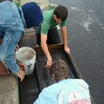 Board Members, Scott Dawson and Charles Williams, with CAS Member Warren McMaster... wet sieving.
